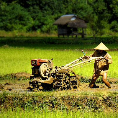 Trabajando en un Mar verde - Fotos de Laos de Ben Visbeek