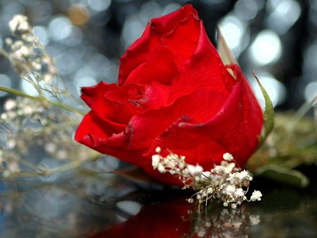 All New Wallpaper 10 Wallpaper Bunga Cantik Gambar Bunga Foto All New Wallpaper 10 Wallpaper Bunga Cantik Gambar Bunga Foto