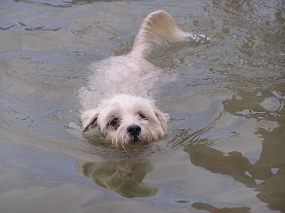 [Dog_Swimming_Taken_by_TheToxicAvenger__10772_1_1_3417.jpg]