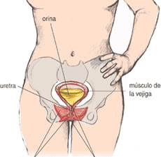 EL PISO PELVICO Y SU IMPORTANCIA