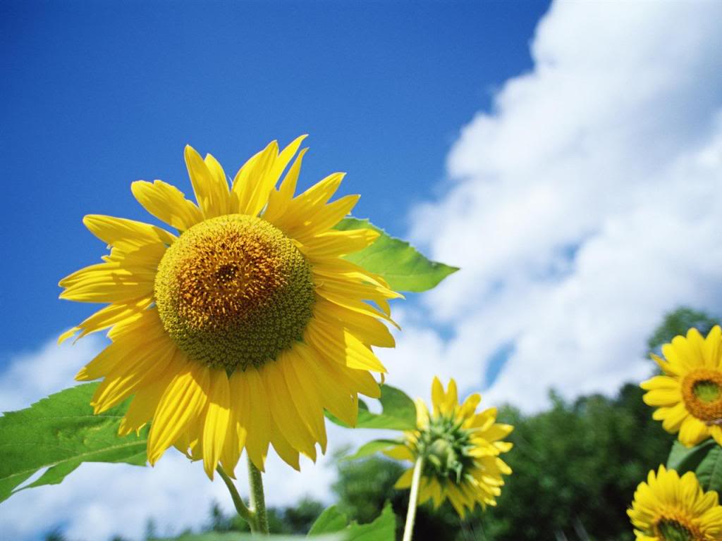 Sunflowers_Tranganhdep.com+%284%29.jpg