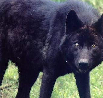 Black Wolf - Best Animals