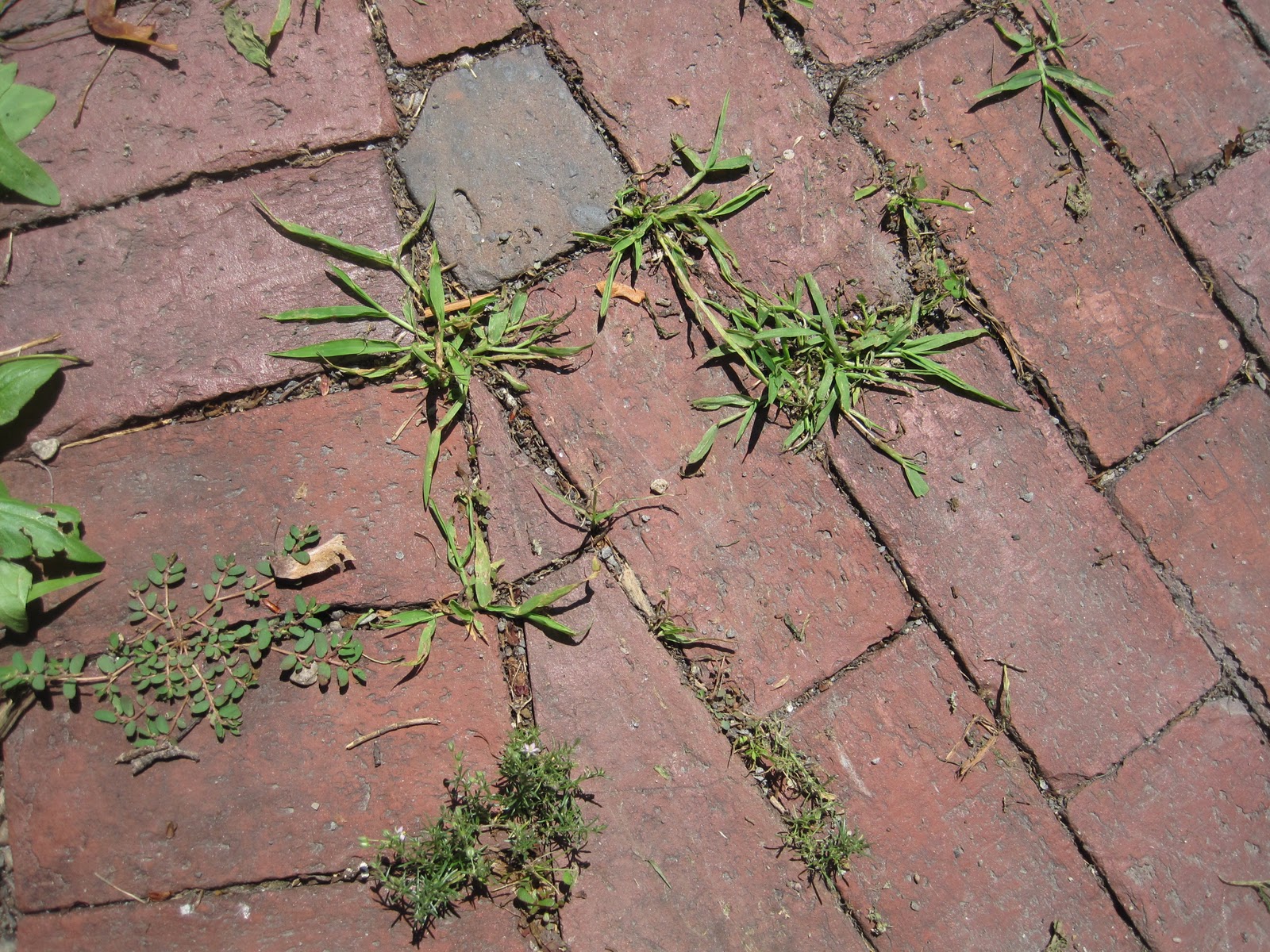 Frog Pond Gardens White Vinegar nontoxic weed killing