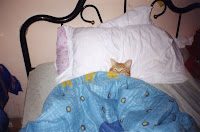 Sleeping cat wrapped up in balnket on a bed