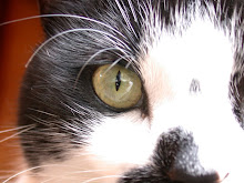 Join Harlequin Cat wherever human beings pontificate, calculate or reciprocate.