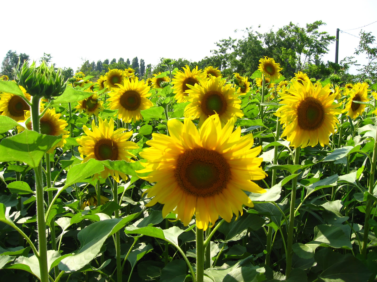 growing-sunflower-day-1-to-day-7