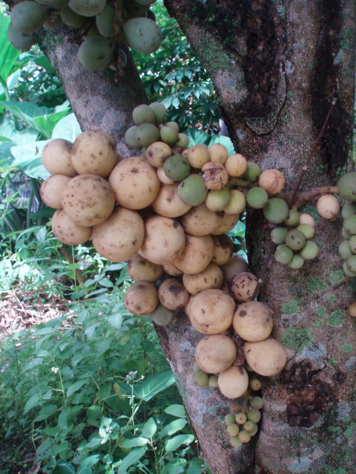 Sweet Duco (Native) Lanzones Around the World Adventures