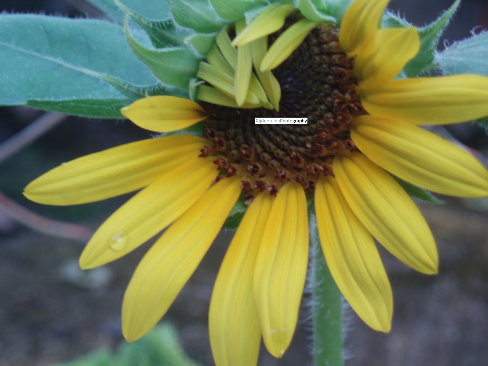 Flowering Sunflower Around the World Adventures