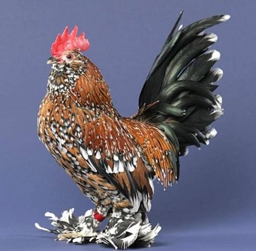 Foto Ayam Unik Aneh Tekcomjar Gambar Yg