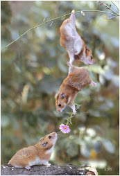 bon jour !!!