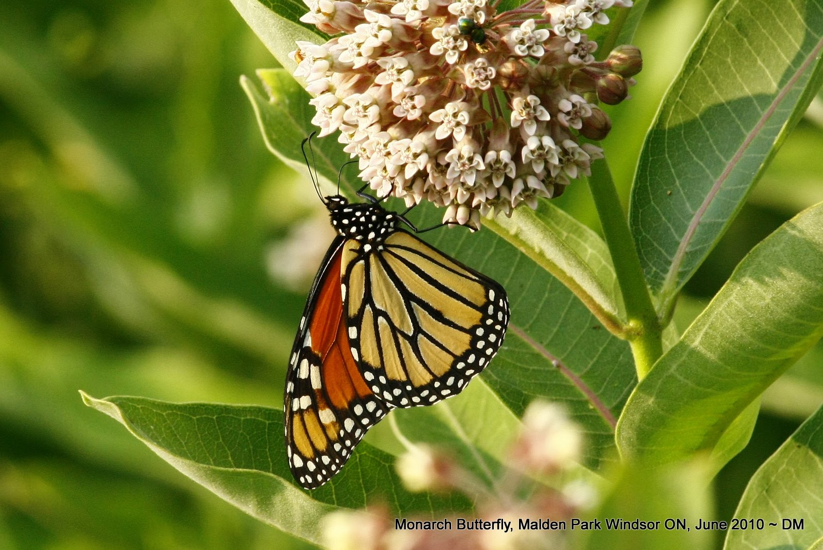 Nerdy For Birdy Would You Plant Milkweed For Monarchs 