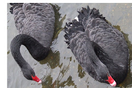 Black Swans