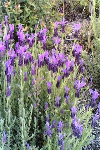 [Rosmaninho+florido.jpg]