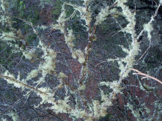 [Arbusto+com+fungo+branco..jpg]