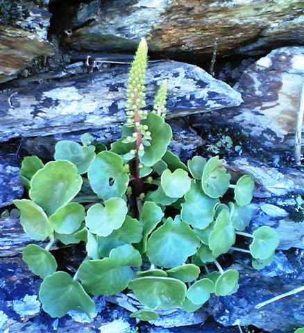 [Conselhos+c+flÃ´r.jpg]