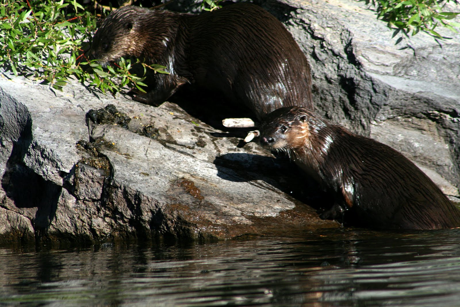Elk Lake News Life at a Montana Mountain Lodge