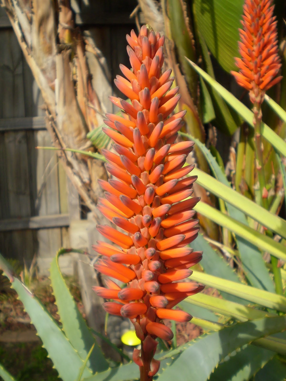 My Blooming Garden Aloe Vera