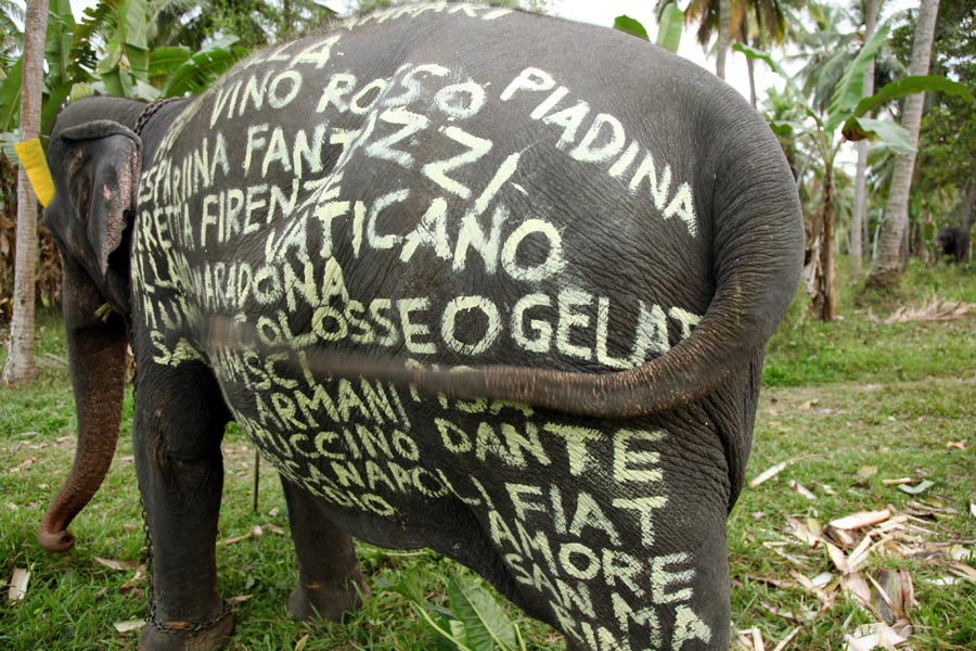 [filippo-minelli_elephant_srilanka_3.jpg]