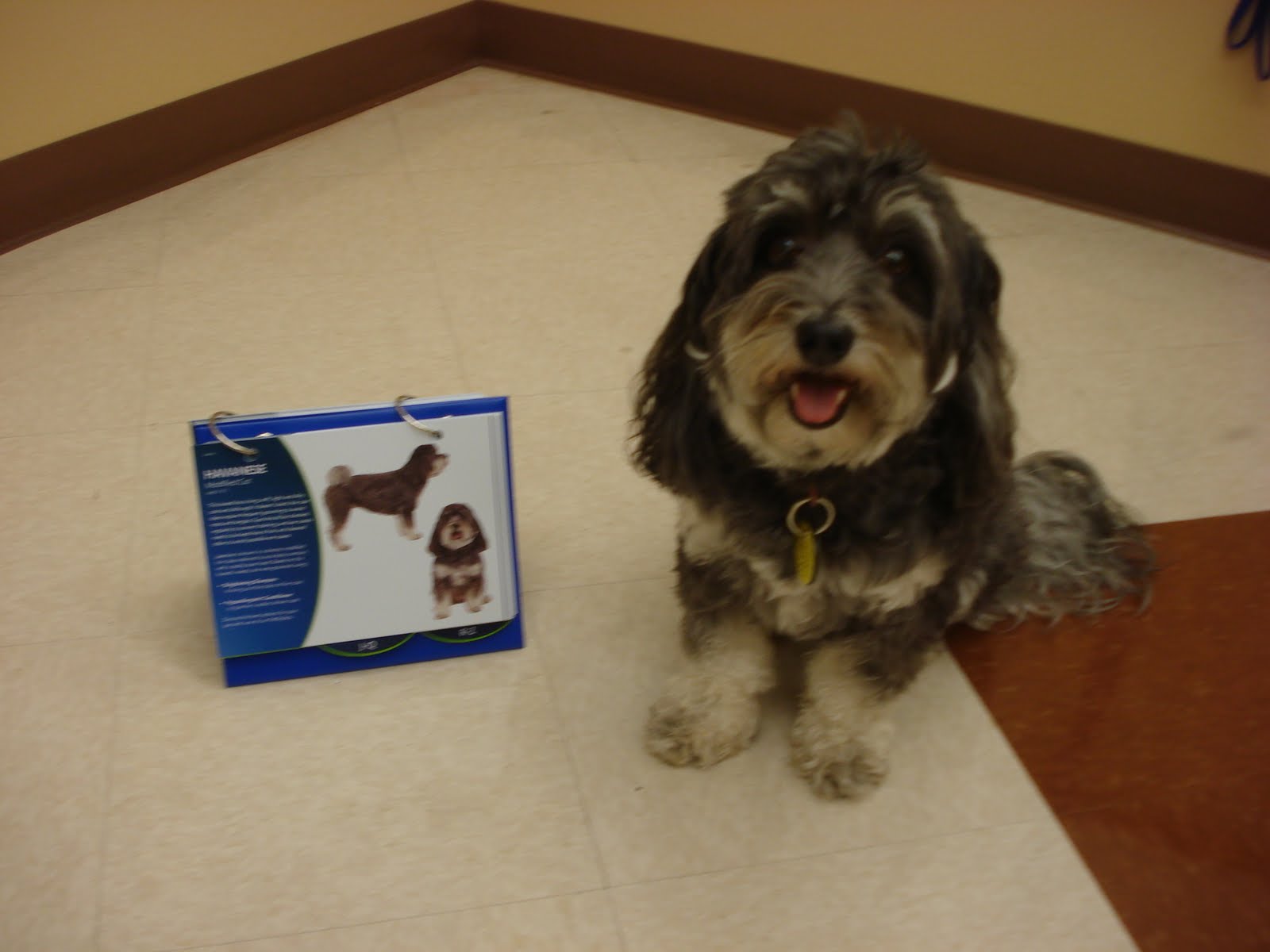 My Favorite Pup Jasmine: Petsmart's Grooming Breed Book! (Featuring