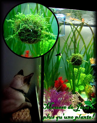Bienvenue dans notre aquarium!: La mousse de Java : plante facile ...