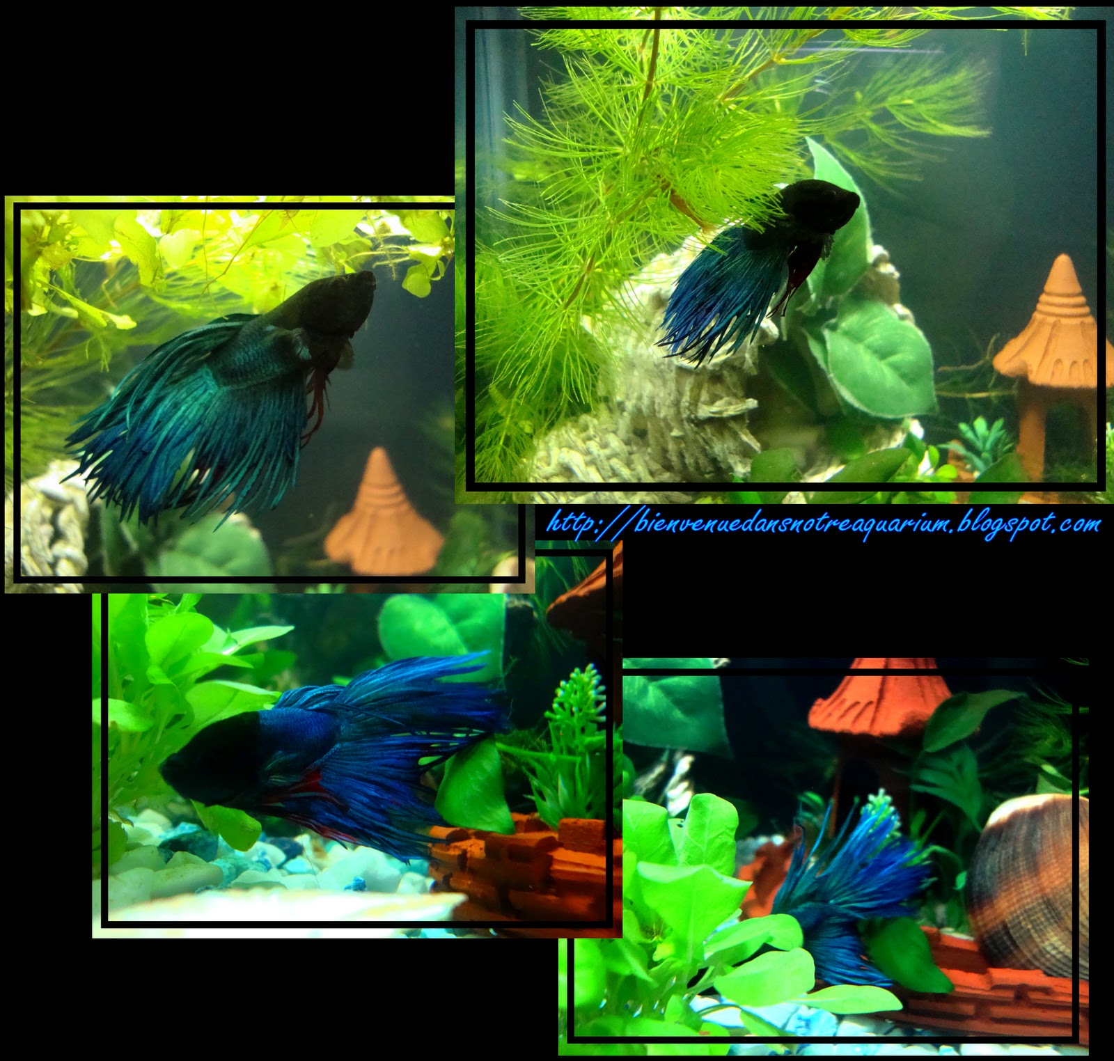 Bienvenue dans notre aquarium! L'aclimatation du betta splendens dnas