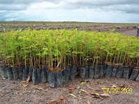 Acacia mangium seedlings