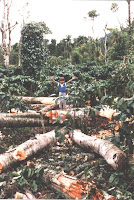 Rainforest Deforestation in India