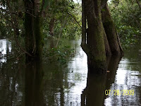 Inside the inundation forest