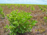 Freshly planted field of Acacia mangium