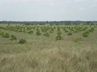 Brand new cashew tree plantation