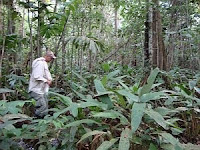 Natural tropical forest is less dense than plantation forests