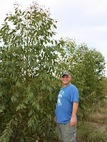 Eucalyptus pellita plantation with your blogger