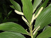 Flowers of Acacia mangium trees make great honey