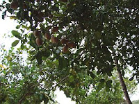 Merecure tree and fruits feed people and wildlife