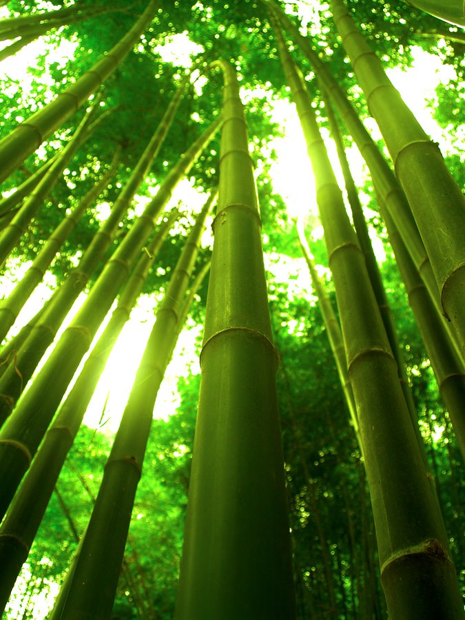 [bigstockphoto_bamboo_trees_1065352.jpg]