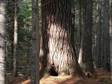 Maine State Tree:  Eastern White Pine