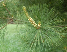 Maine State Flower: Eastern White Pine Cone and Tassel