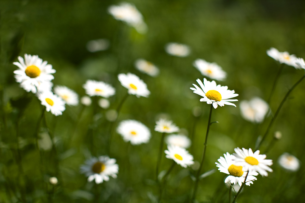 The Sunny Side of Life 55. Daisies
