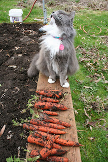 Why couldn't you find cans of Fancy Feast in the dirt?