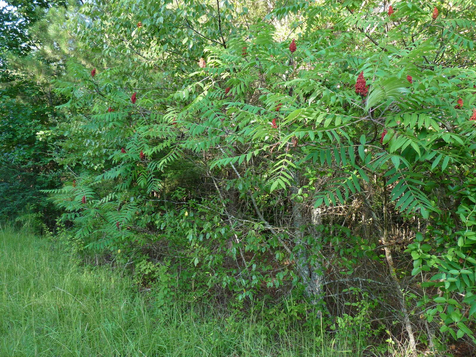 The Soul of a Forager Smooth Sumac