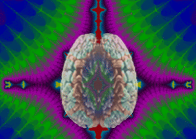 A stylistic view of the human brain from above