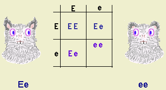 Punnett square diagram.