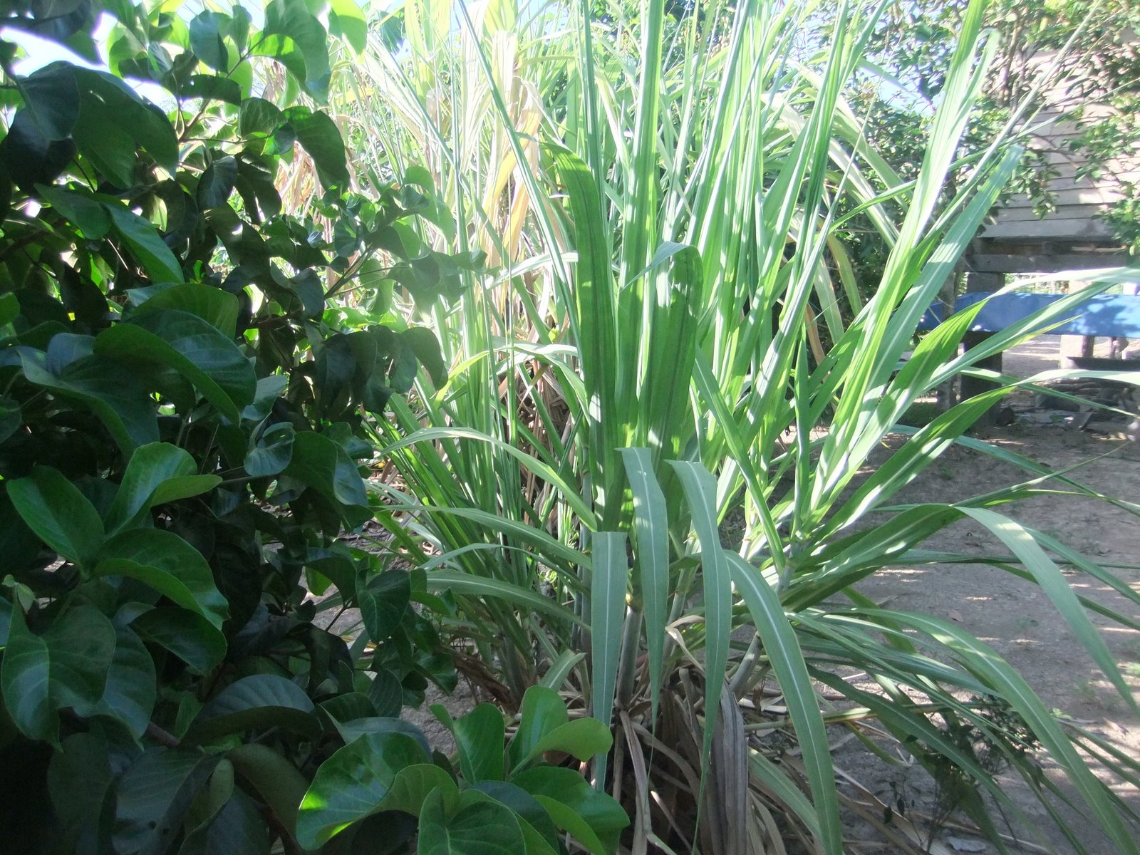 This is a pic of the wee plant in the back garden – which definitely ...