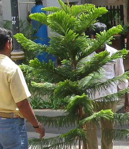 Nancy's India Blog Oh Christmas Tree!