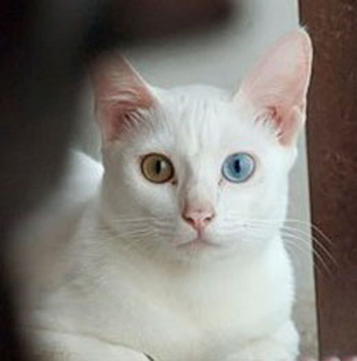 Kucing Albino | My Dearcats DC