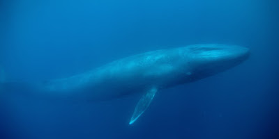 ปลาวาฬสีน้ำเงิน สัตว์ ตัวใหญ่ที่สุดในโลก
