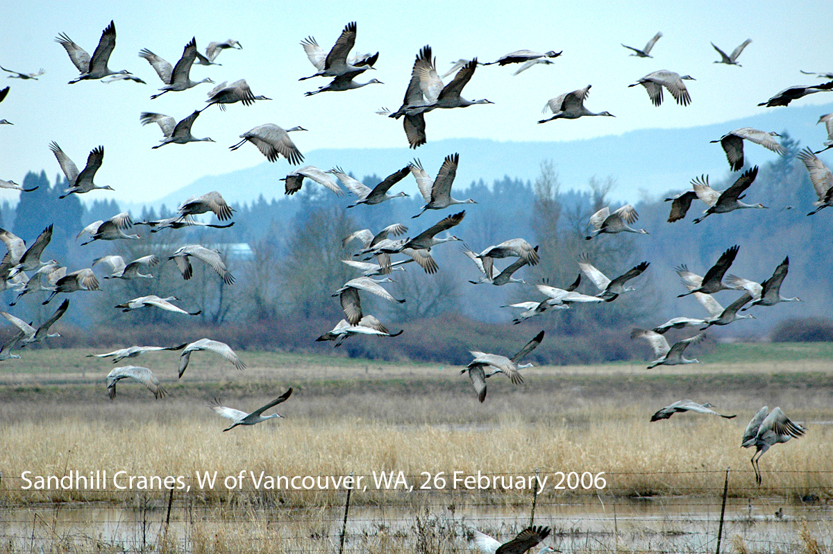 unlike the herons cranes are often seen in flocks sometimes large ones ...