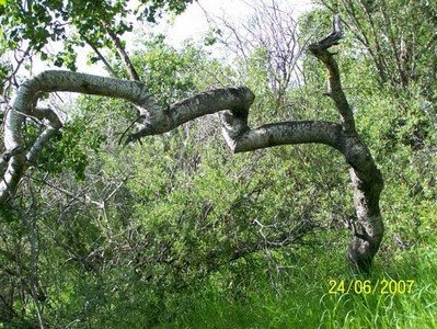 Crooked Trees of Hafford