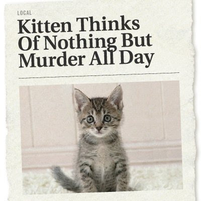 'Kitten thinks of nothing but murder all day - The Onion