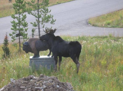 Moose and Statue